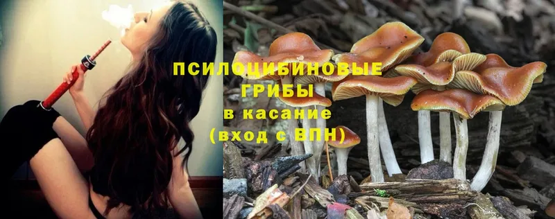 Псилоцибиновые грибы Psilocybine cubensis  Голицыно 